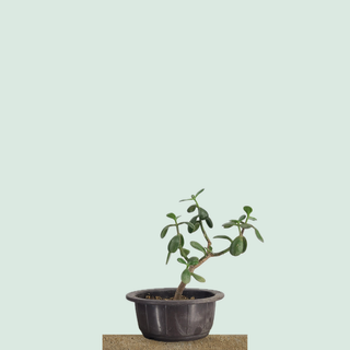 Small jade succulent bonsai in a round training pot on a stone pedestal