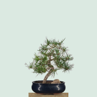 Japanese Black Pine bonsai tree #236 in a navy glazed Korean ceramic pot on a stone pedestal