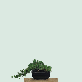 Nana Juniper cascade bonsai tree #232 in a black glazed ceramic pot on a stone pedestal