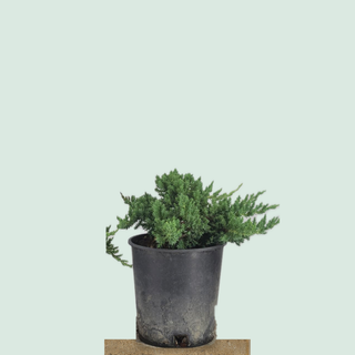 Nana Juniper pre-bonsai in a 1-gallon nursery pot on a stone pedestal