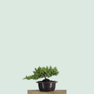 Small Nana Juniper bonsai in a round training pot on a stone pedestal