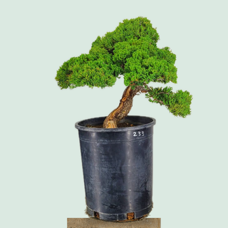 Prostrata Juniper bonsai tree #233 in a 5-gallon pot on a stone pedestal