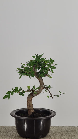 Chinese Elm bonsai #206 — trunk and canopy detail