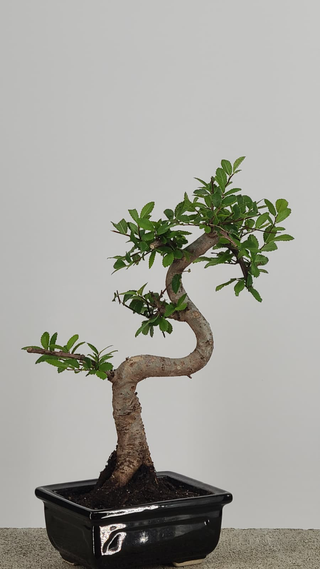 Chinese Elm bonsai #202 — trunk and canopy detail