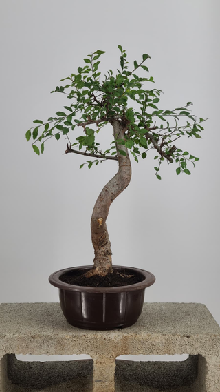 Chinese Elm bonsai #216 — front angle on gray backdrop