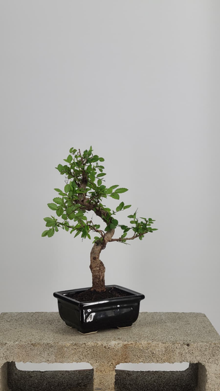 Chinese Elm bonsai #203 — front angle on gray backdrop