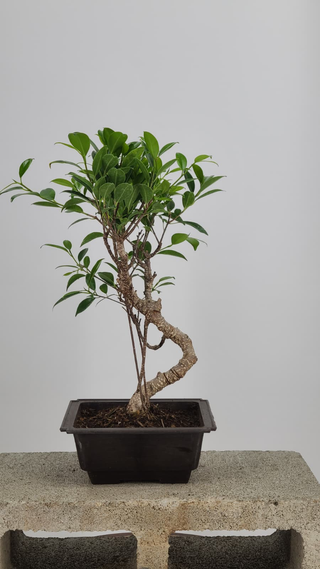 Tiger Bark Ficus bonsai #225 — front angle on gray backdrop