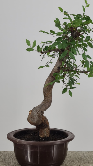 Chinese Elm bonsai #215 — trunk and canopy detail
