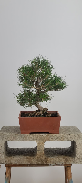 Cork Black Pine bonsai #240 — full view on gray backdrop
