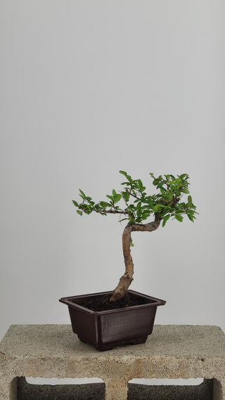 Chinese Elm bonsai #208 — front angle on gray backdrop