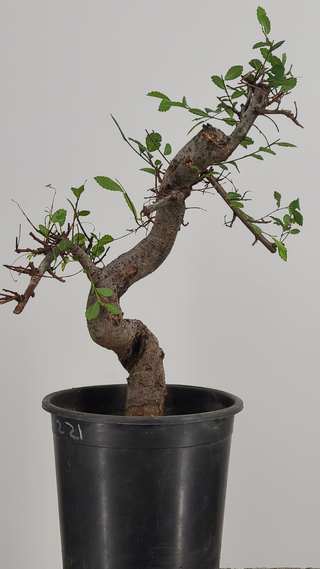 Pre-bonsai Chinese Elm #222 — trunk detail on gray backdrop