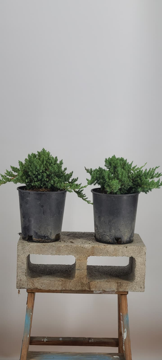 Two Nana Juniper pre-bonsai plants from the batch on gray backdrop