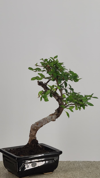 Chinese Elm bonsai #204 — trunk and canopy detail