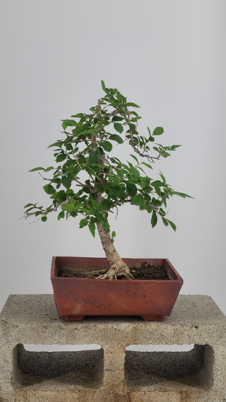 Chinese Elm bonsai #230 — front angle on gray backdrop