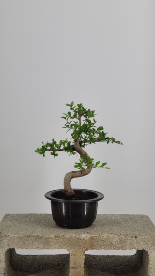 Chinese Elm bonsai #207 — front angle on gray backdrop