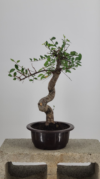 Chinese Elm bonsai #214 — front angle on gray backdrop