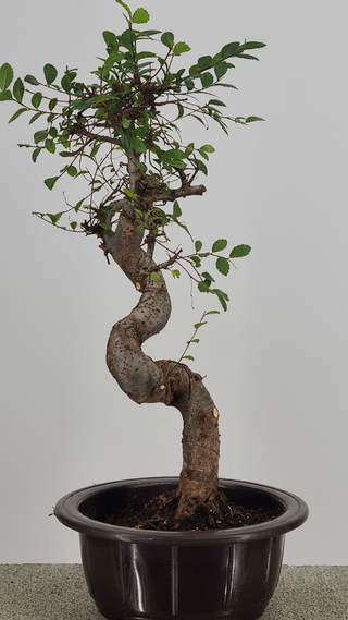 Chinese Elm bonsai #217 — trunk detail on gray backdrop