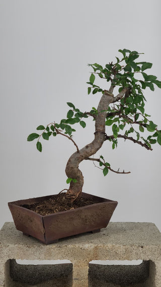 Chinese Elm bonsai #221 — side angle on gray backdrop