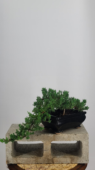 Nana Juniper cascade bonsai #232 — front angle on gray backdrop