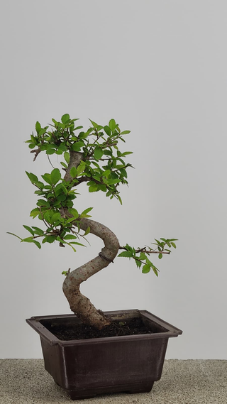 Chinese Elm bonsai #209 — trunk and canopy detail