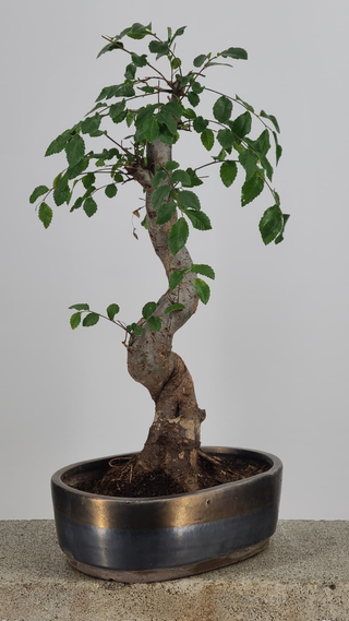Chinese Elm bonsai #220 — side angle on gray backdrop