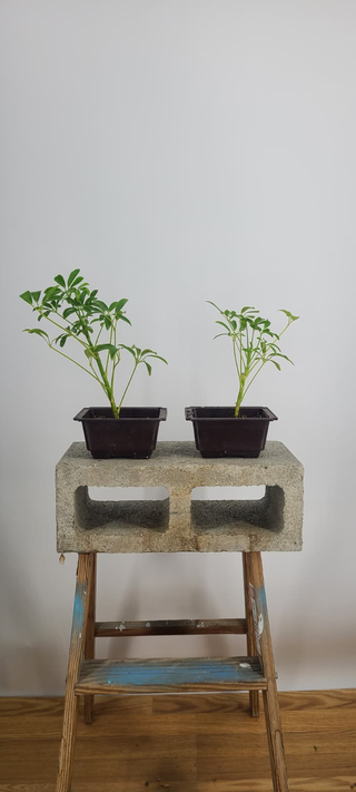 Two small schefflera bonsai trees from the batch, front view