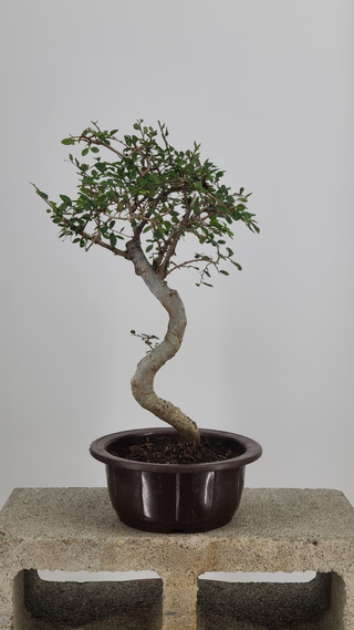Chinese Elm bonsai #218 — front angle on gray backdrop