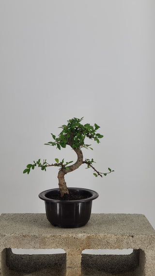 Chinese Elm bonsai #206 — front angle on gray backdrop