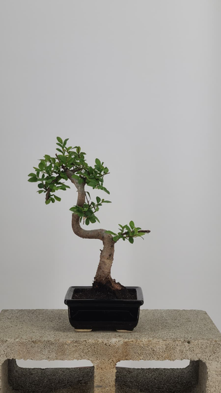 Chinese Elm bonsai #202 — back angle on gray backdrop