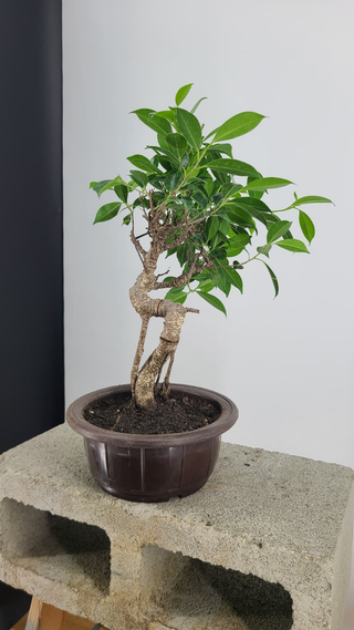 Tiger Bark Ficus bonsai #308 — side angle showing zig-zag trunk, on gray backdrop