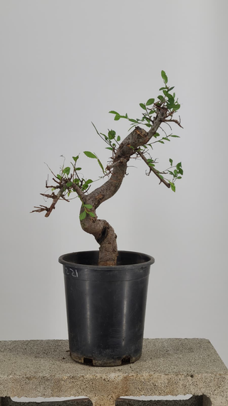 Pre-bonsai Chinese Elm #222 — front angle on gray backdrop