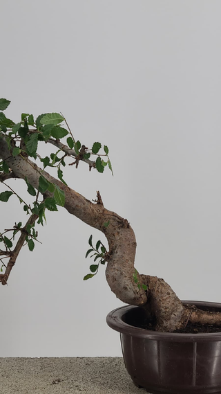 Chinese Elm bonsai #219 — trunk close-up on gray backdrop
