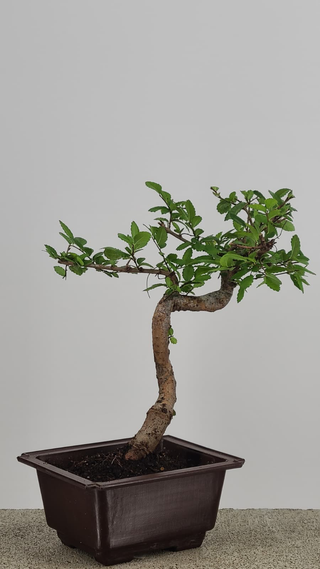 Chinese Elm bonsai #208 — trunk and canopy detail