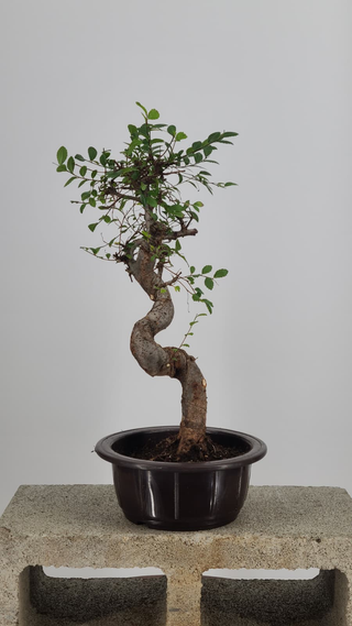 Chinese Elm bonsai #217 — front angle on gray backdrop