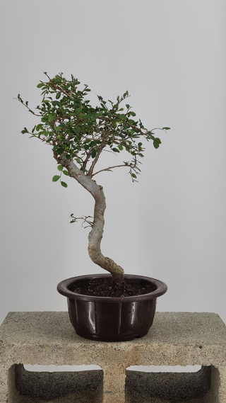 Chinese Elm bonsai #218 — side angle on gray backdrop
