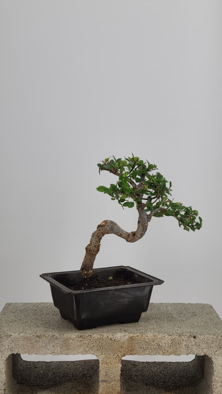 Chinese Elm bonsai #211 — front angle on gray backdrop