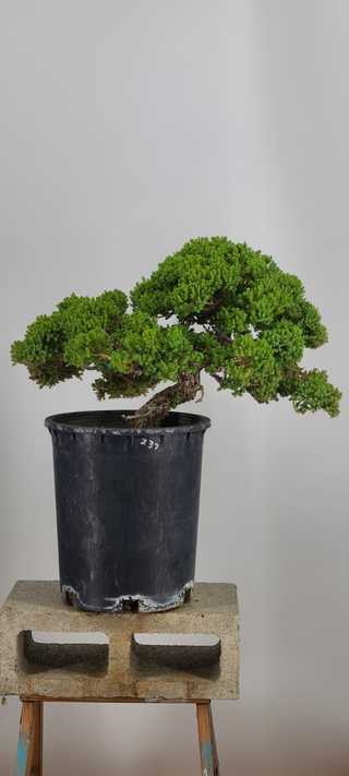 Prostrata Juniper bonsai #237 — side angle showing layered foliage pads