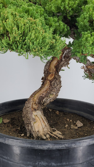 Prostrata Juniper bonsai #233 — full canopy on gray backdrop