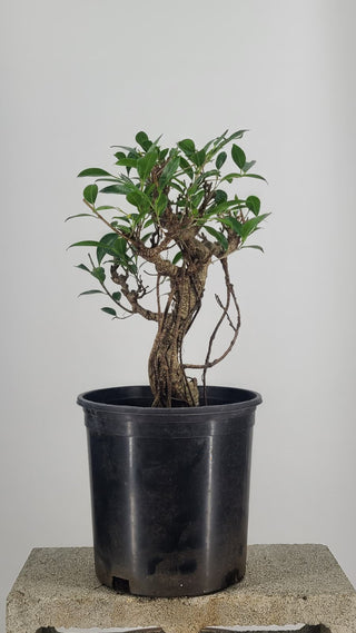 Tiger Bark Ficus #228 — back angle on gray backdrop
