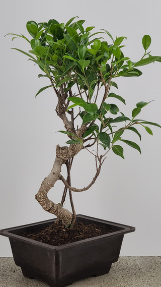 Tiger Bark Ficus bonsai #225 — trunk detail showing tiger-stripe bark