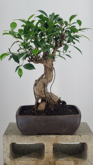 Tiger Bark Ficus bonsai #226 — back angle on gray backdrop