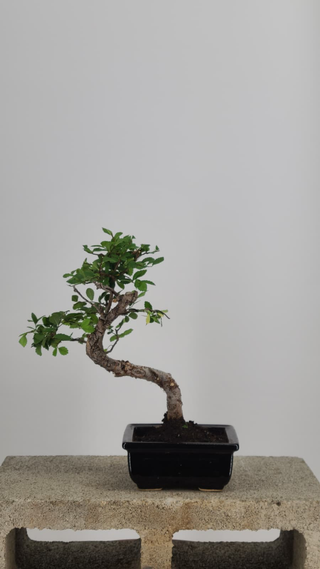 Chinese Elm bonsai #204 — back angle on gray backdrop