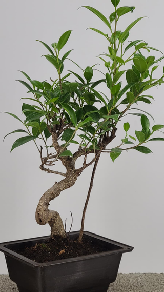 Tiger Bark Ficus bonsai #224 — trunk detail showing tiger-stripe bark