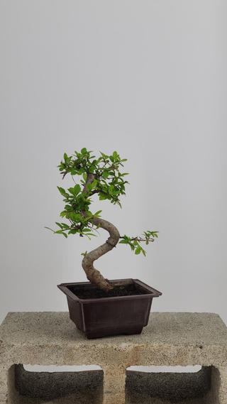 Chinese Elm bonsai #209 — side angle on gray backdrop