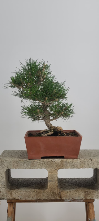 Cork Black Pine bonsai #240 — alternate angle showing trunk movement