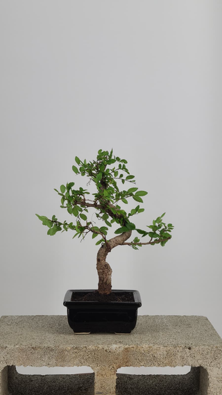 Chinese Elm bonsai #203 — back angle on gray backdrop