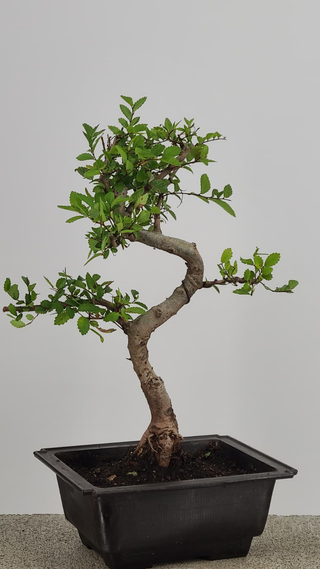 Chinese Elm bonsai #210 — trunk and canopy detail