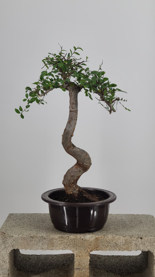 Chinese Elm bonsai #212 — back angle on gray backdrop
