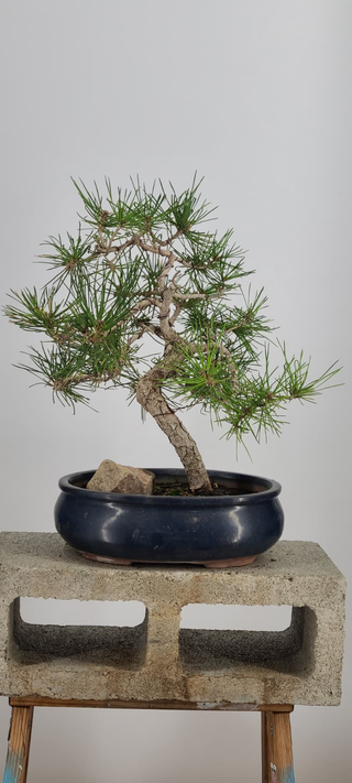 Japanese Black Pine bonsai #236 — side angle showing trunk movement