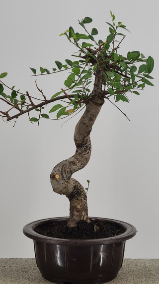 Chinese Elm bonsai #214 — trunk and canopy detail